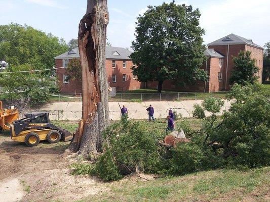 Tree Removal with certified arborists.