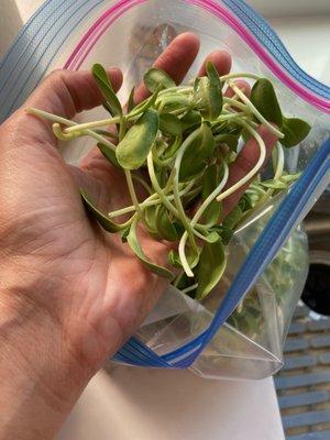 Sunflower Microgreens are our favorite for the best flavor!