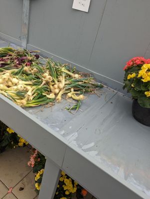 Farmer's Market Onions