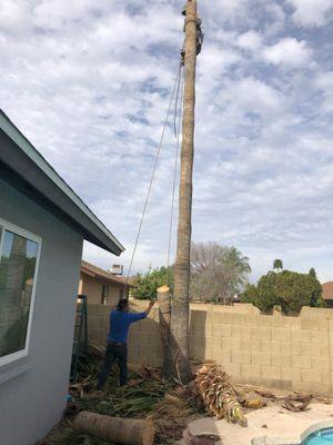 CAP Landscaping And Tree Removal Service