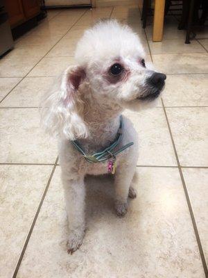 Chrissy after her bath and groom