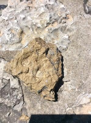 It's easy to spot fossils here!