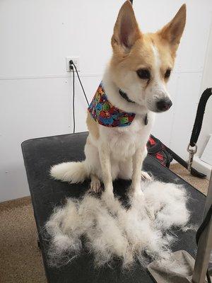 We offer deshedding for your pup