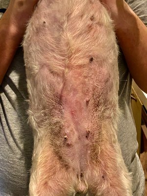 10-12 days into "healing" from being groomed. They didn't even give her a bath - some of that is scabs/dry skin - but some is DIRT.