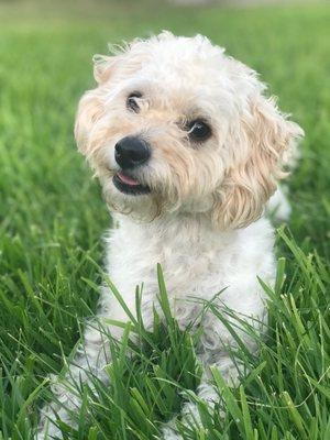 Malti-poo