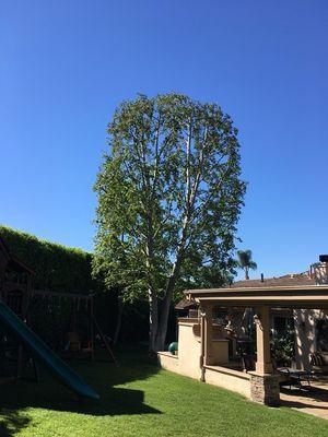 Tree trimming