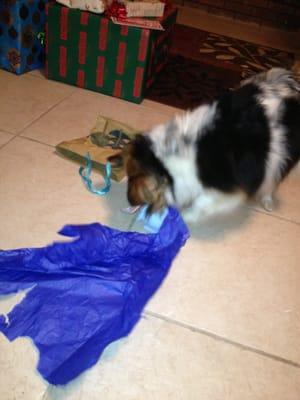 Gizmo is opening Christmas present!!!