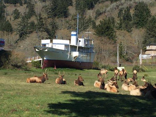 Local Elk heard sun bathing in the Resort