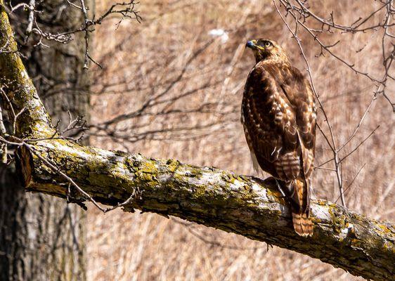 Many animal friends call holy wisdom monastery home. 

https://holywisdommonastery.org/environment/hike-our-trails/