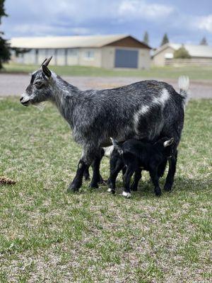 Mama goat with her babies