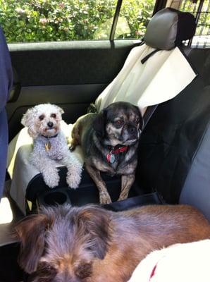 Brownie and Herbie are ready to ride in the pet taxi.