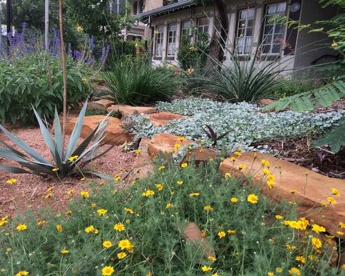 Terracing rock has added interested to this previously flat landscape.  Drought tolerant plants make this an easy to care for garden