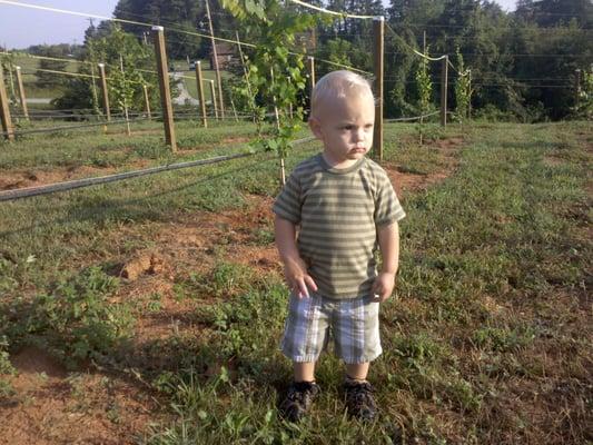 Vineyard Foreman - Joe II