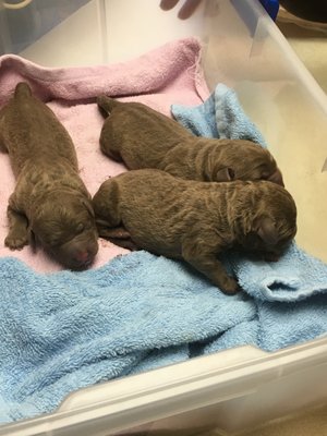 These pups are just minutes old. Delivered by C-section, performed by Dr. Klopp