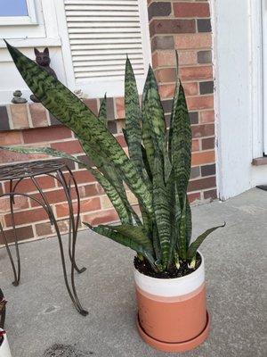 Mother-in-laws tongue (snake plant)