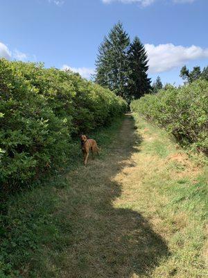 Dog allowed on leash