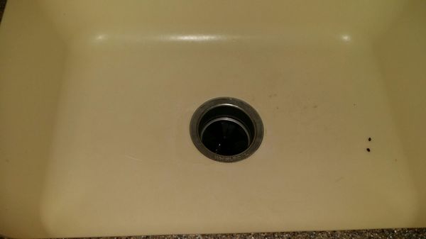 Insects on countertop in kitchen and kitchen sink.