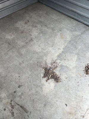 Piled rat droppings after move out sweeping