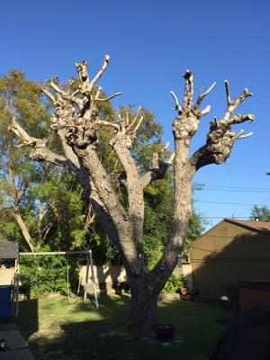 Walnut tree in my back yard that Amazon Tree Service cleaned up!