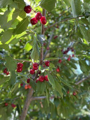 Cherries!