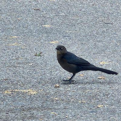 11-4-22: grackle, most frequent bird sighting.