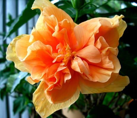 photo of Hibiscus O.