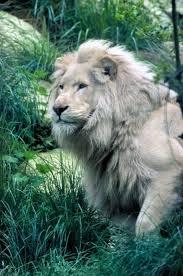 photo of Lion R.