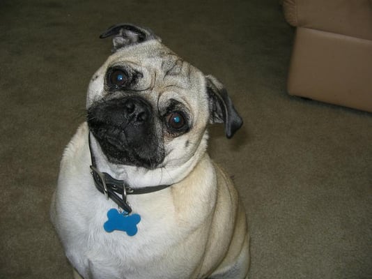 Photo of Pug O.