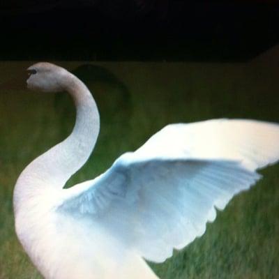 photo of Swan T.