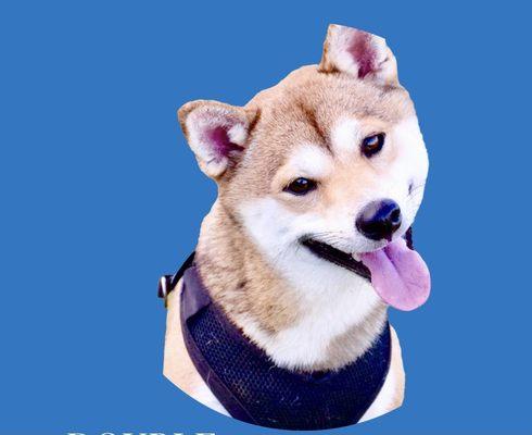 photo of Cheeriotheshibainu S.