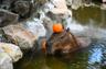 Photo of Anonymous Capybara L.