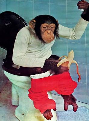 photo of Chimp C.