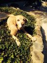 Photo of Yellow Dog On Beach C.