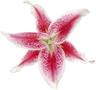 Photo of Stargazer L.