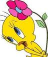 Photo of Tweety B.