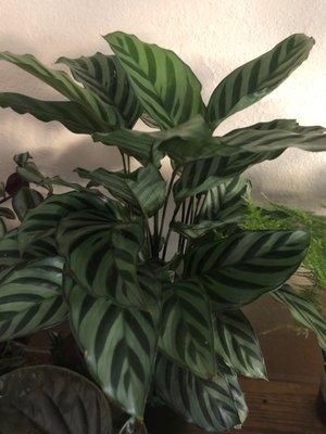 photo of Houseplant L.