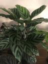 Photo of Houseplant L.