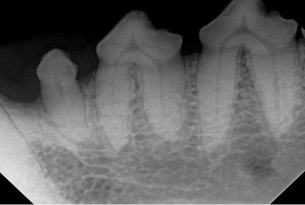 Some of my dog's dental X-rays