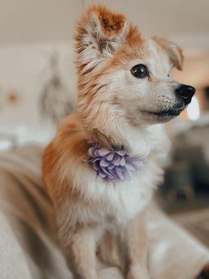 Cute purple flower collar to match the season! Courtesy of Pet Parlor.