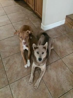 Patiently awaiting their breakfast. Such good girls.