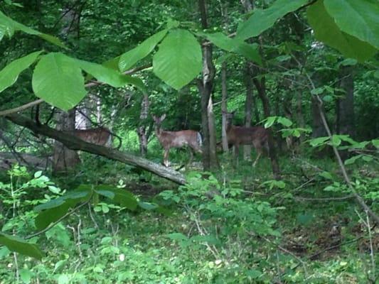 Wildlife visible from trail in Oak Hill Park.  Please stay on trails.