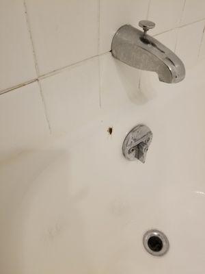 Roach in the bathroom