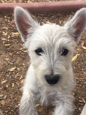 My Westie pup Theo