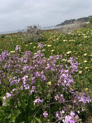 Wildflowers and ice plants ( invasive non-native plant) Carmel Meadows trail 4/17/2021