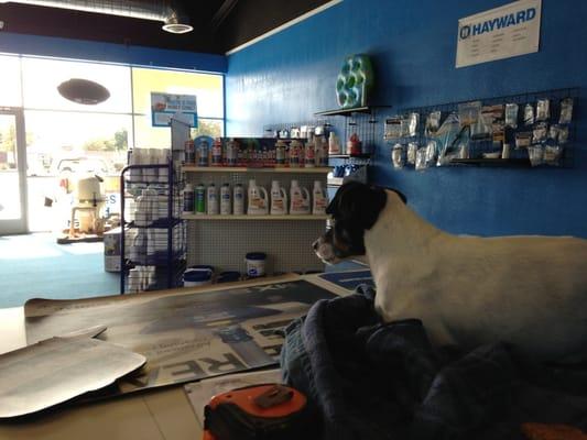 The owners dog, Ethel ready to great the next customer through the door!