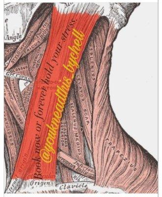 Muscle, ligaments, tendons 
Book Now or Forever hold your Stress