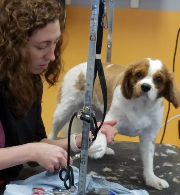 Rachel is meticulous & caring - Ginger normally resists grooming, like getting her nails clipped but Rachel is the dog whisperer.