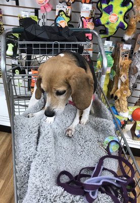 Bella shopping after her workouts at the Animal Therapy Center