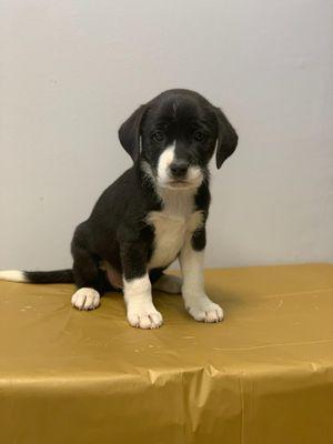 Rat Terrier/Beagle mix  male