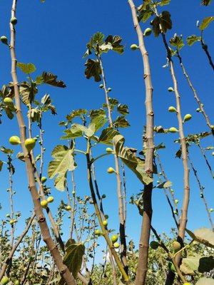 This is what figs look like on the tree branches.